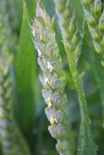 Wheat variety